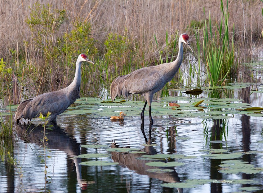 photo of Sandhill Cranes with 4 day old chick returning to nest in the evening