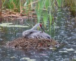 photo of Sandhill Sitting on newly hatched chick in the rain.