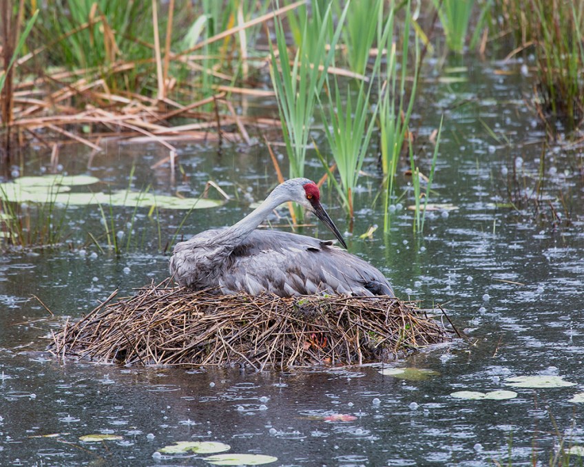 photo of Sandhill Sitting on newly hatched chick in the rain.