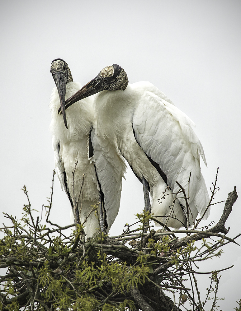 photo of Nesting Wood Storks