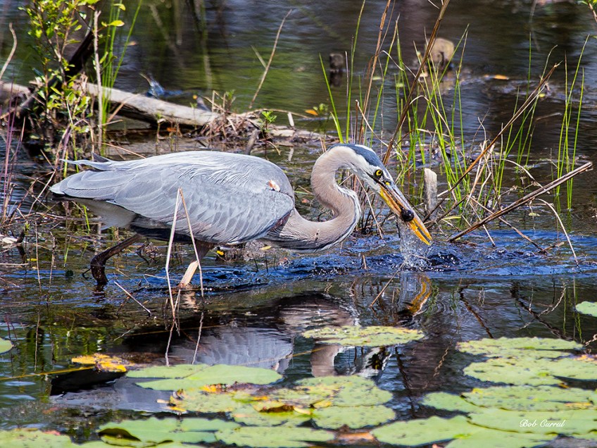 photo of Great Blue Heron catching lunch
