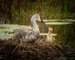 photo of Sandhill Crane and Chick After the Rain