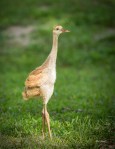 photo of Sandhill Crane Chick in a shaft of sunlight