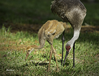 photo of Sandhill & Chick