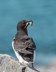 photo of Razorbill with Spearing