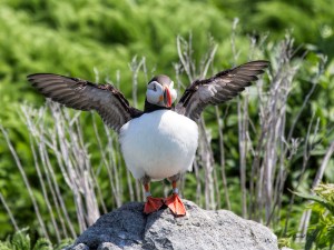 Puffin on the Rock # 380