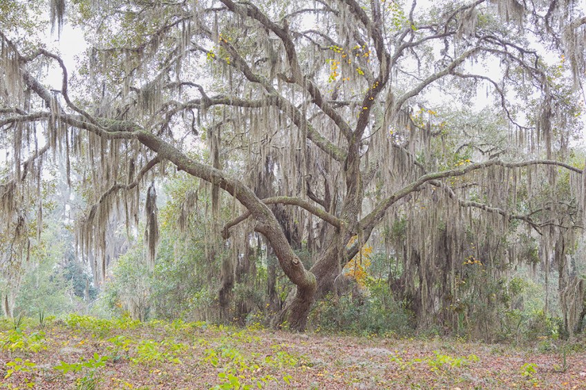 photo of Live Oak