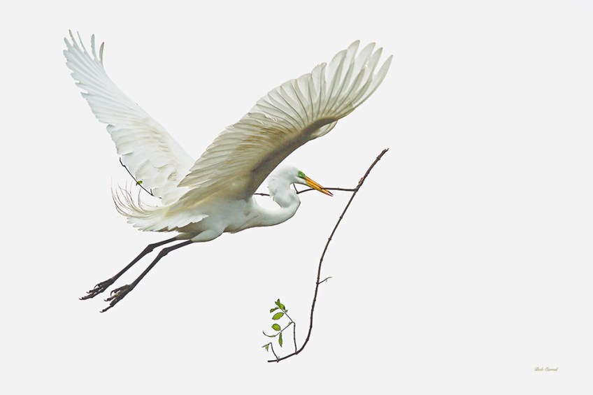photo of Great Egret Flying Away with Branch