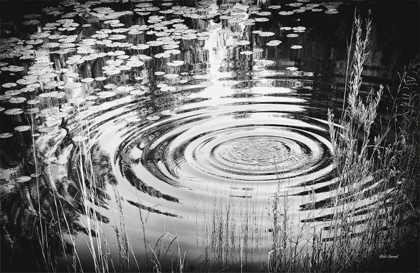 photo of ripples in pond