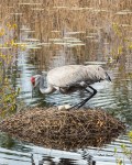 Photo of Sandhill Crane sitting on Eggs