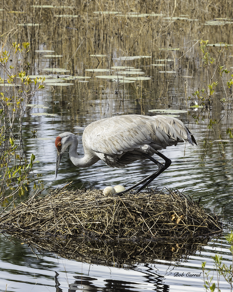 Photo of Sandhill Crane sitting on Eggs
