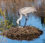 Photo of Sandhill Crane on Nest with two eggs