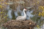 Pfhoto of Sandhill Crane sitting on nest