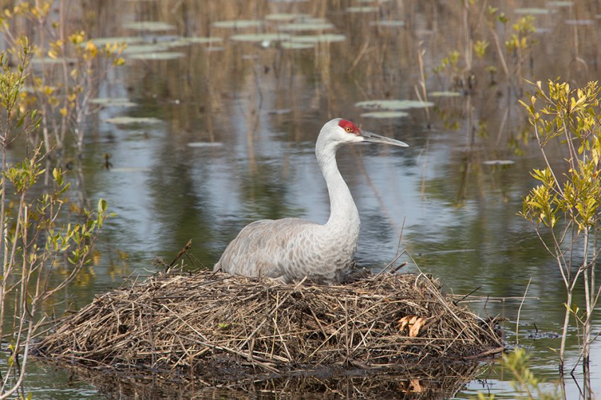 Pfhoto of Sandhill Crane sitting on nest