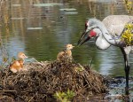 photo of Sandhill Cranes looking at chicks in nest
