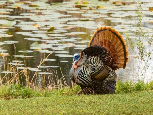 photo of Turkey by lake
