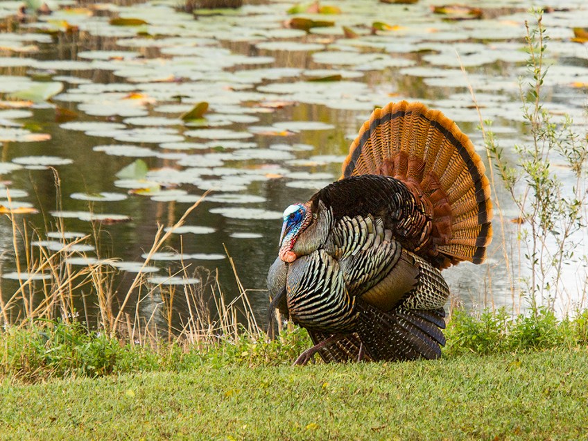 photo of Turkey by lake