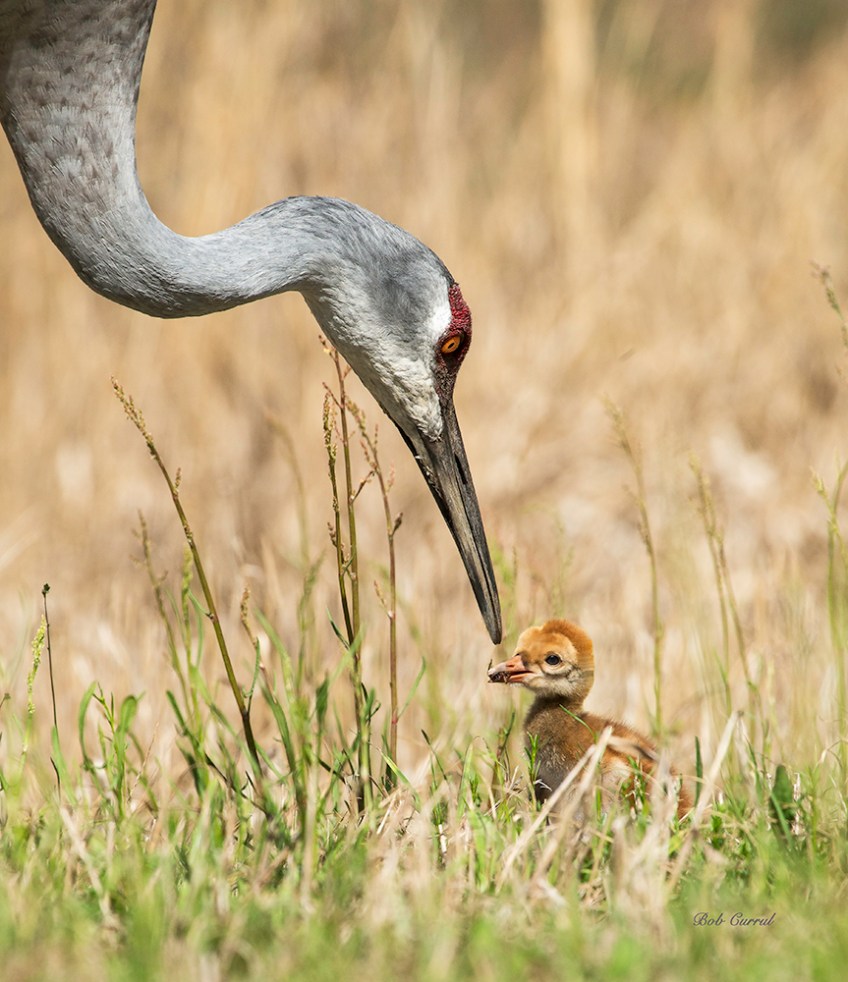 photo of Sandhill Crane feeding chick