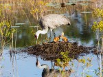 photo of Sandhill Crane with two chicks in nest