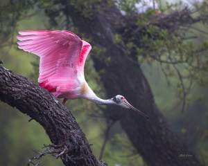 photo of Roseate Spoonbill