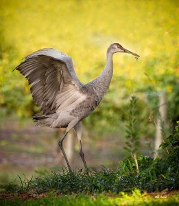 Photo of Sandhill Crane