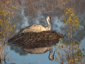 photo of andhill Crane sitting on nest in morning fog