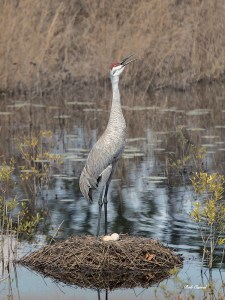 Photo of Sandhill Crane with Eggs