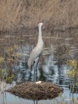 Photo of Sandhill Crane with Eggs