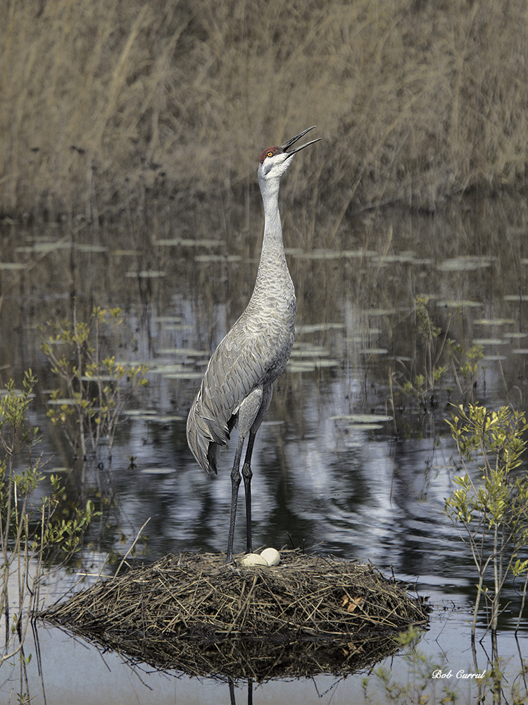 Photo of Sandhill Crane with Eggs