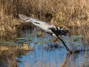 photo of Sandhill Crane taking off.