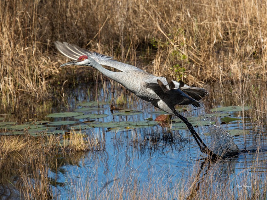 photo of Sandhill Crane taking off.