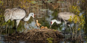 photo of Sandhill family with chicks in nest