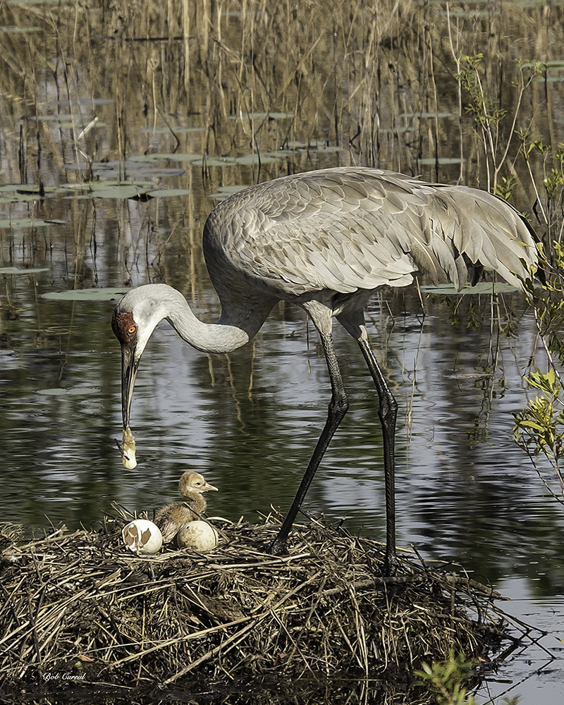 photo of Sandhill with Chick, Egg, & Cleanup