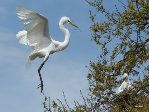 Photo of Great Egret returning to nest with twig