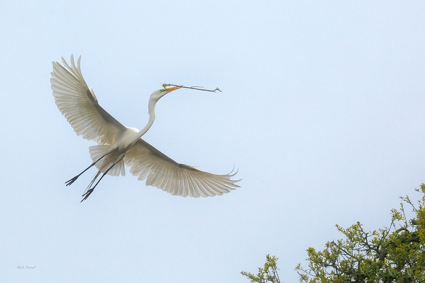 photo of Great Eagret with Twig