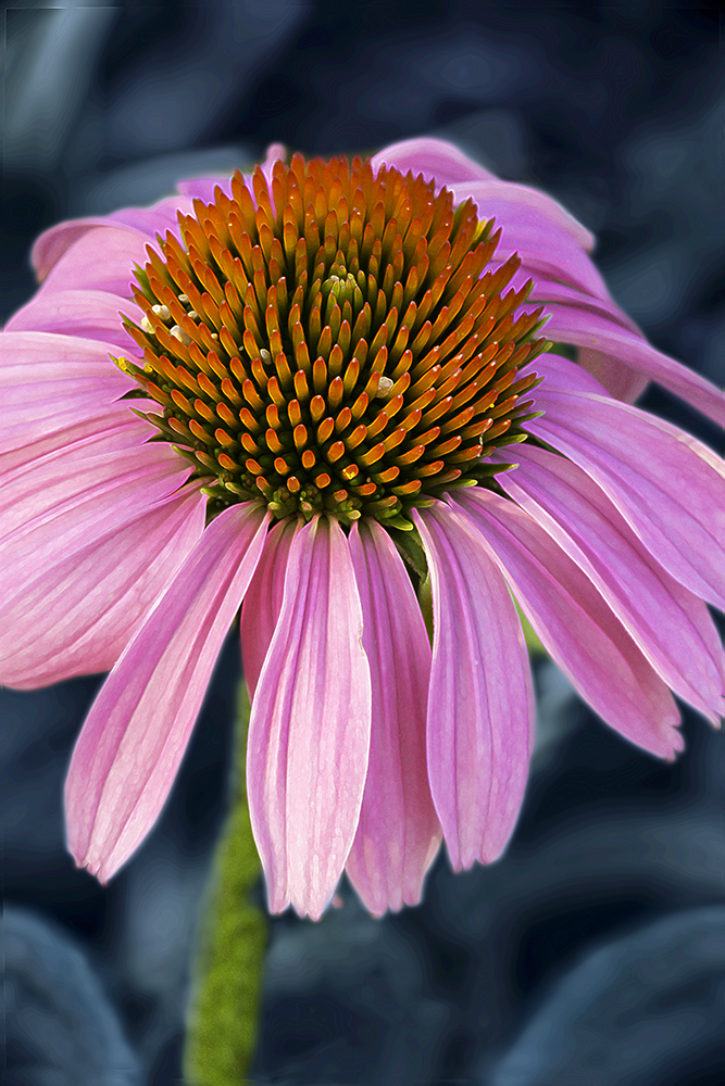 Close up photo of Cone Flower