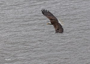 photo of Bald Eagle