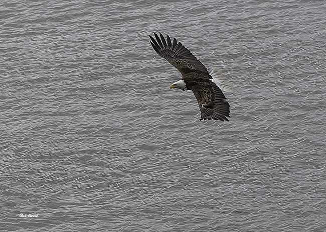photo of Bald Eagle