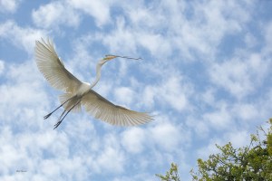 photo of Great Egret flying with a twig