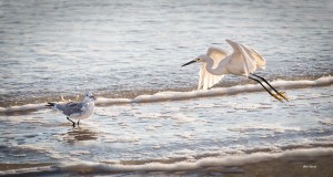 photo of Sea Gull and Snowy Egret at beach