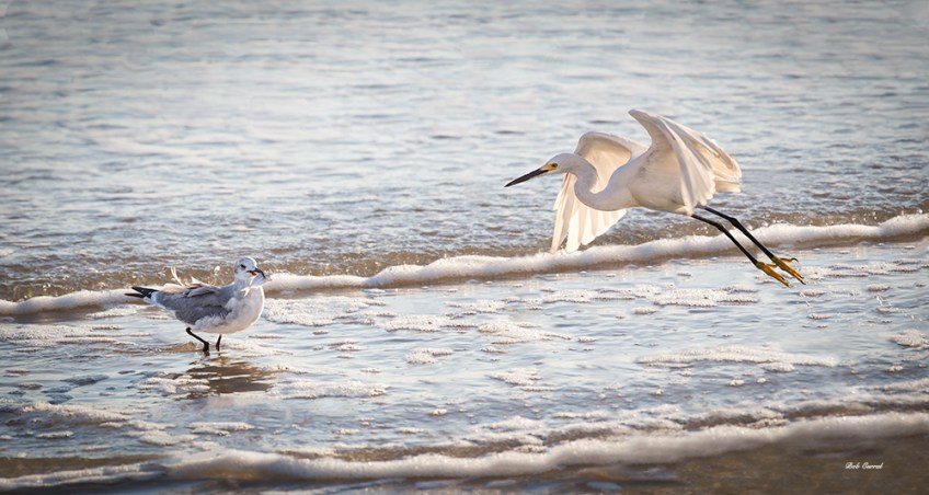 photo of Sea Gull and Snowy Egret at beach