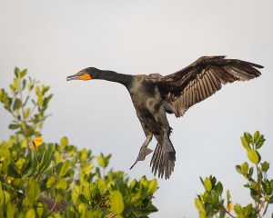 Photo of Comorant landing in Mangroves