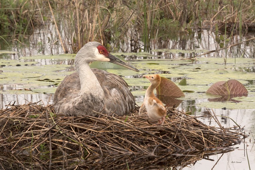 photo of Sandhill Crane and Chick in Nest