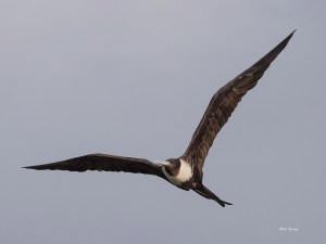 photo of Frigate Bird