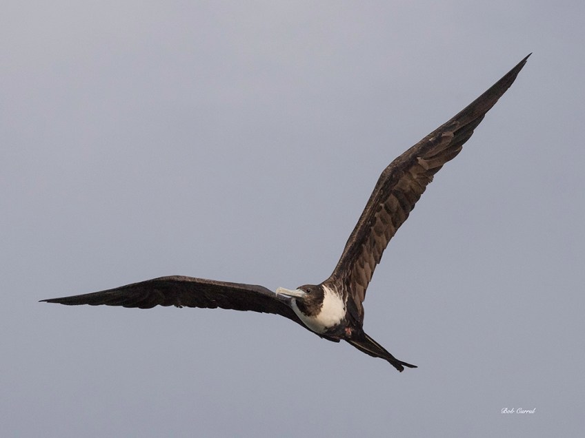 photo of Frigate Bird