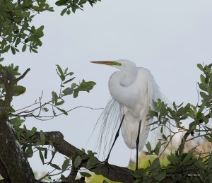 photo of Great Egret on branch