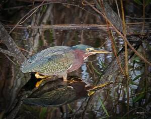photo of Green Heron reflected in water