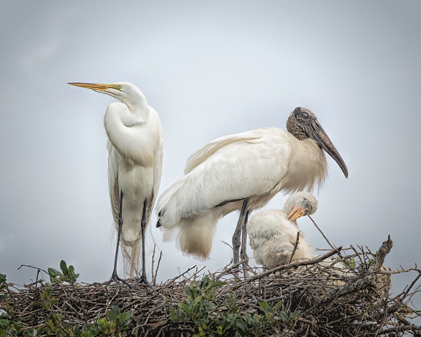 photo of Great Egret Visiting Wood Stork Nest