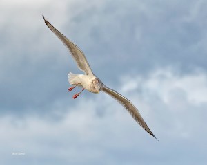 photo of Gull in flight