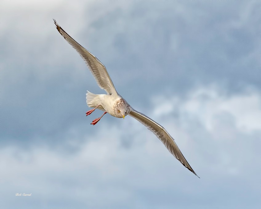 photo of Gull in flight